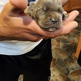 Cane Corso Puppies from Stephenson's Kennel