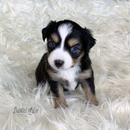 Australian Shepherd Puppies from Painted Blue Aussies