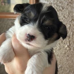 Pembroke Welsh Corgi Puppies from Hayday Ranch Corgis