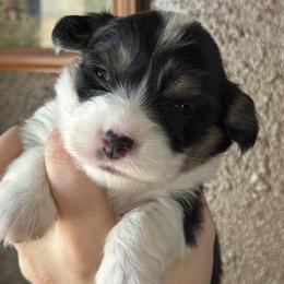 Pembroke Welsh Corgi Puppies from Hayday Ranch Corgis