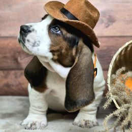 Astro (Orange) - Black tan and white male Basset Hound puppy in Lebanon, Ohio from Lady Mae Bassets
