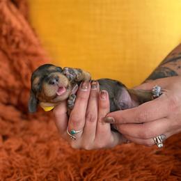 Logan - Dapple male Dachshund puppy in Meridian, Id 83646 3658, Idaho from Boise Best Mini Dachshunds