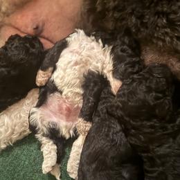 Poodle Puppies from SoFlo Standard Poodles