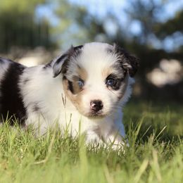 Opal - Blue merle female Miniature Australian Shepherd puppy in Weatherford, Texas from Ridgestar Aussies