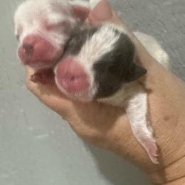 Periwinkle - Blue female Boston Terrier puppy in Brazos Point, Texas from TX Southern Belle Bostons