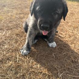 Boy 2 - male Anatolian Shepherd Dog puppy in Kemp, Texas from Lively Acres Anatolians
