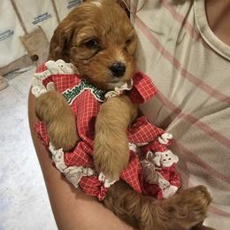 Cavapoo Puppies from North Ranch Doodles