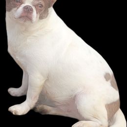 Coffee - Chihuahua