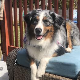 Loki - Australian Shepherd