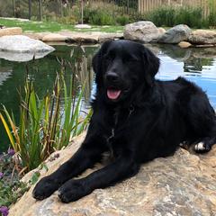 Bernese Mountain Dog, Golden Mountain Dog, and Golden Retriever Puppies from Canyon Meadows Farm