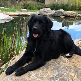 Bernese Mountain Dog, Golden Mountain Dog, and Golden Retriever Puppies from Canyon Meadows Farm