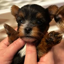 North Star - Black and tan female Yorkshire Terrier puppy in Coeur D Alene, Idaho from Cozy Coeur Yorkies