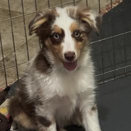 Aspen - Miniature American Shepherd