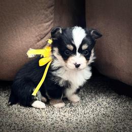 Boy 2 - Black and tan male Corgipoo puppy in Junction, Utah from Sugar Doodles