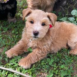 AKC Red collar Male - Wheaten male Miniature Schnauzer puppy in Calhoun, Georgia from The BrickHouse Miniature Schnauzers
