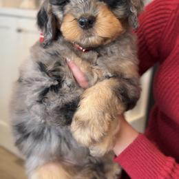 Bernedoodle, Cavapoo, and Goldendoodle Puppies from Blackberry Farm Puppies
