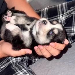 Archer - Tri-color male Pomsky puppy in Titusville, Florida from River Enz Pomskies