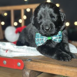 Leo - Black male Newfoundland puppy in Tully, New York from Bear Paw Newfoundlands