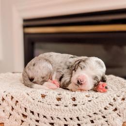 Green - Merle male Bernedoodle puppy in Cold Spring, Minnesota from A.N.A. Doodles