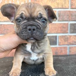 Hagrid - Fawn male French Bulldog puppy in Eunice, Louisiana from 4J's Cajun Kennels