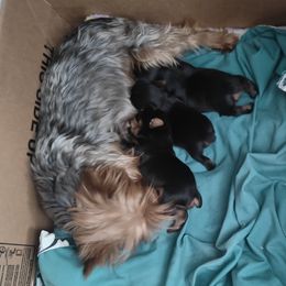 Baby girl - Black and tan female Yorkshire Terrier puppy in Eagle Mountain, Utah from Jodi's Yorkies