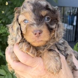 Bernedoodle, Cavapoo, and Goldendoodle Puppies from Adored Poodle & Doodles
