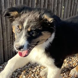 Boy 4 - Black Australian Shepherd puppy in Blum, Texas from 4P Poteet Farms