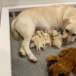 Labrador Retriever Puppies from Pea Ridge Labradors