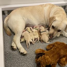 Labrador Retriever Puppies from Pea Ridge Labradors