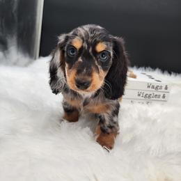 Moose - Dapple male Dachshund puppy in Smallett, Missouri from Doxie Holler