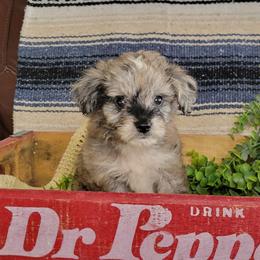 Hershey - Blue merle female Aussiedoodle puppy in Missouri from B&M Cottonwood Canines