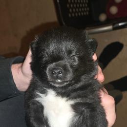 Pomsky Puppies from Pomskies of Vermont