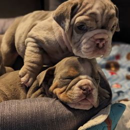 Bulldog Puppies from Wiggle Butts Bulldogs