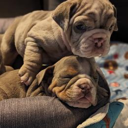 Bulldog Puppies from Wiggle Butts Bulldogs