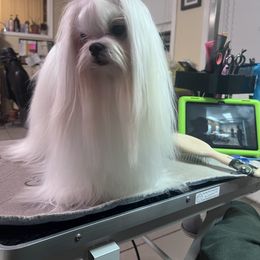 Maltese All Grown Up from Iron Angel Maltese
