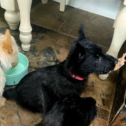 Scottish Terrier Puppies from Nicole's Scottish Terriers
