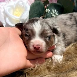 Duke - Blue merle male Miniature Australian Shepherd puppy in Chelsea, Oklahoma from Elite Puppies of Oklahoma, LLC