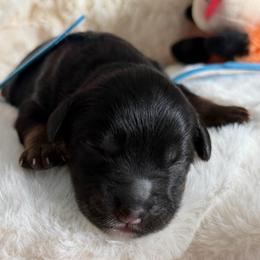 Espresso - Tri-color male Bernedoodle puppy in Toledo, Ohio from Avery Doodle Day LLC