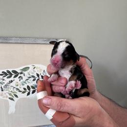 Nismo - Tri-color male Bernedoodle puppy in Annandale, New Jersey from KN Mini Goldendoodles