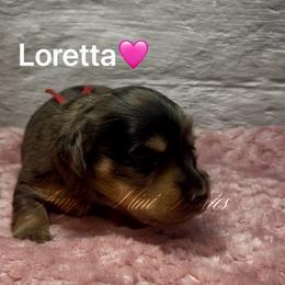 Loretta - Dapple female Dachshund puppy in Jena, Louisiana from Amy’s Mini Doxies