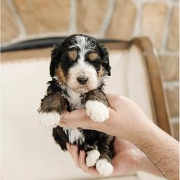Zeus - No Collar Male - Tri-color male Bernedoodle puppy in Kamas, Utah from A + E Farms