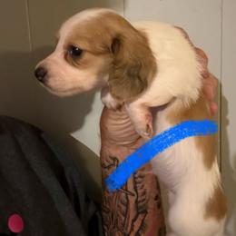 Boy 1 - Red male Dachshund puppy in Paisley, Florida from Pantheon Dachshunds