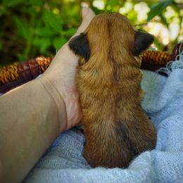 Companion Cross, Havanese, Mal-Shi, Maltese, Maltipoo, Morkie, and Shih Tzu Puppies from Seeking Shalom Acres Maltese, Maltipoos & Havamalts