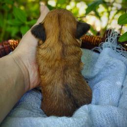 Companion Cross, Havanese, Mal-Shi, Maltese, Maltipoo, Morkie, and Shih Tzu Puppies from Seeking Shalom Acres Maltese, Maltipoos & Havamalts