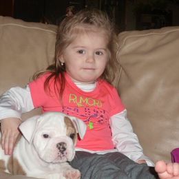 Bulldog Puppies from Itsabulldogthing