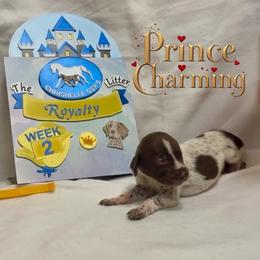 Prince Charming - Liver and white male German Shorthaired Pointer puppy in North Branch, Minnesota from Chrishelle Farm