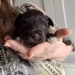 Ross - Liver male Miniature Schnauzer puppy in Tacoma, Washington from AKC Nordwest Schnauzers