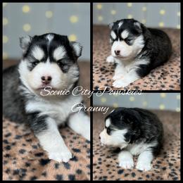 Granny - Black and white female Pomsky puppy in Rossville, Georgia from Scenic City Pomskies