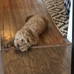 Goldendoodles from Hannah’s Goldendoodles