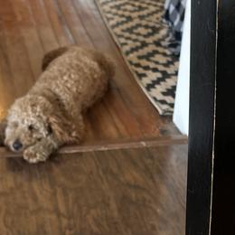 Goldendoodles from Hannah’s Goldendoodles